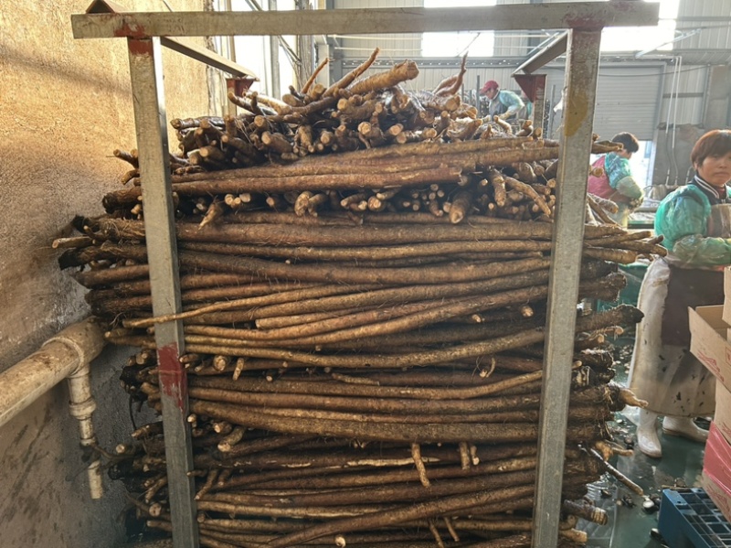 牛蒡