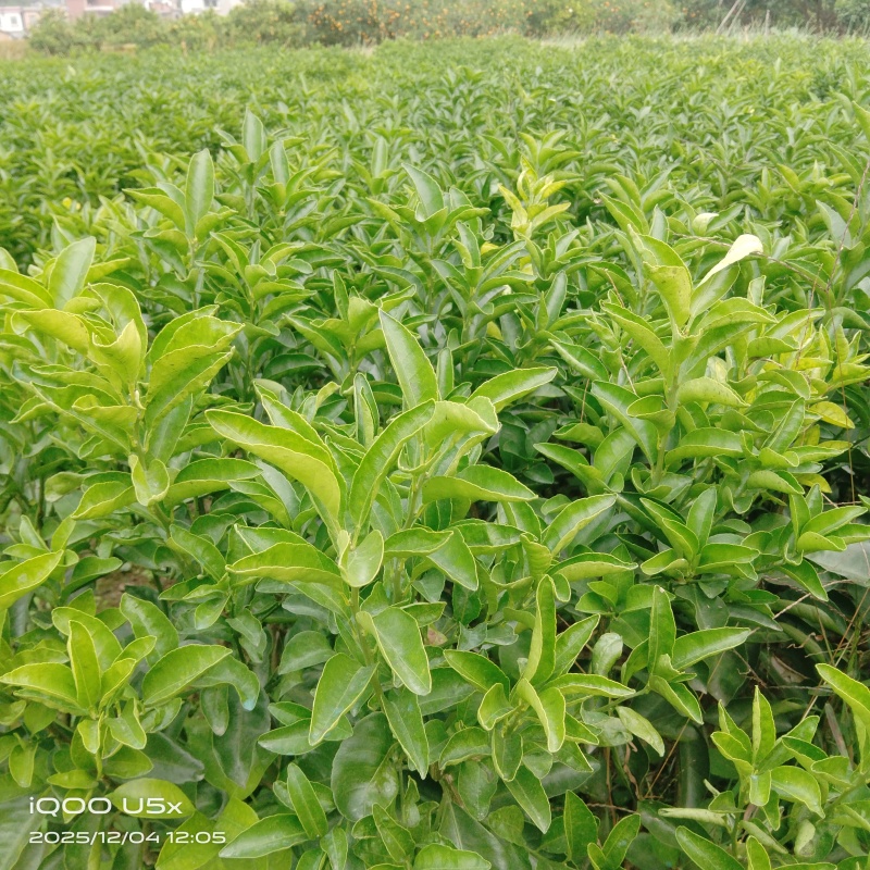 占地苗，占地树苗，占地柑橘苗