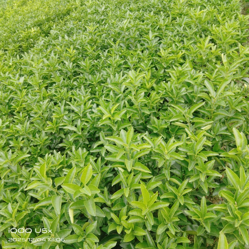 占地苗，占地树苗，占地柑橘苗