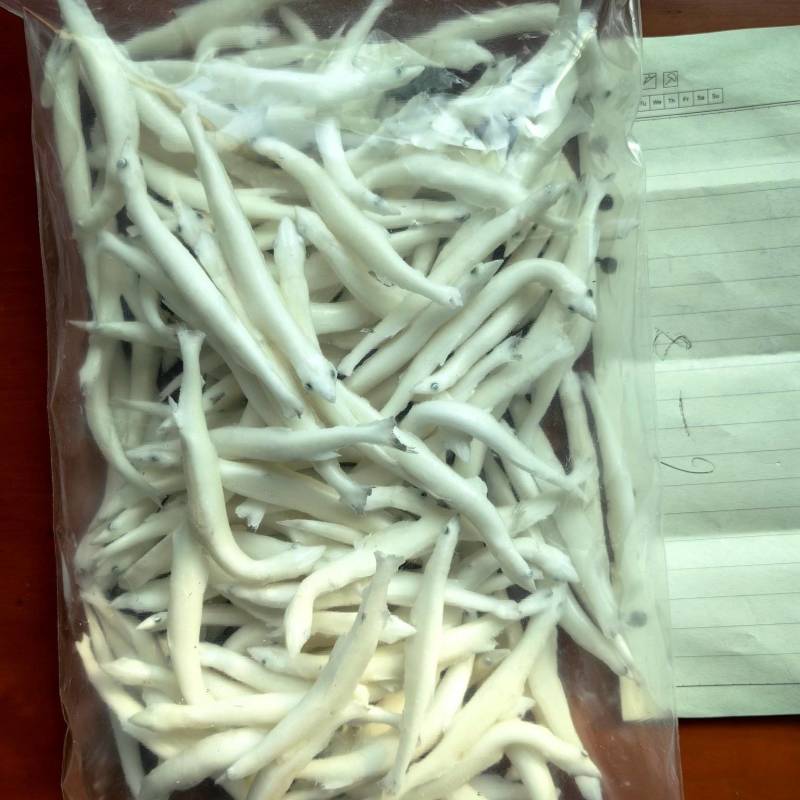 供应银鱼