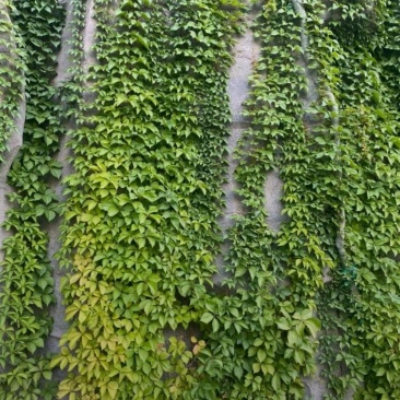 苗圃大量出售五叶地锦