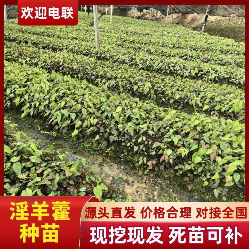四川乐山沙湾高含量柔毛淫羊藿种苗/产区直发/货源充足