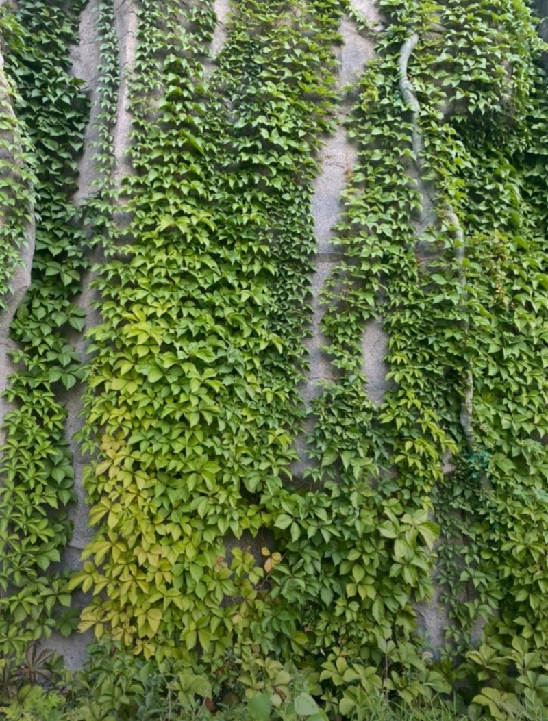 苗圃大量出售五叶地锦