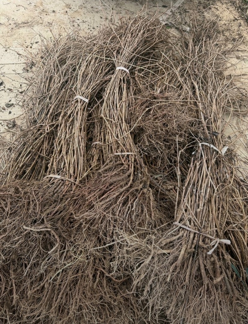 苗圃大量出售五叶地锦