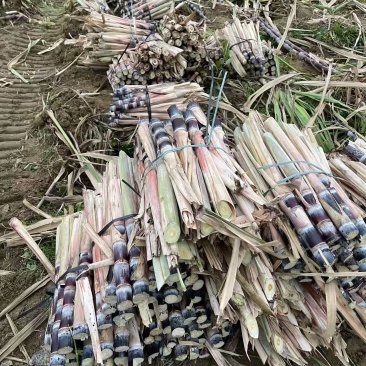 广西甘蔗种苗！种植