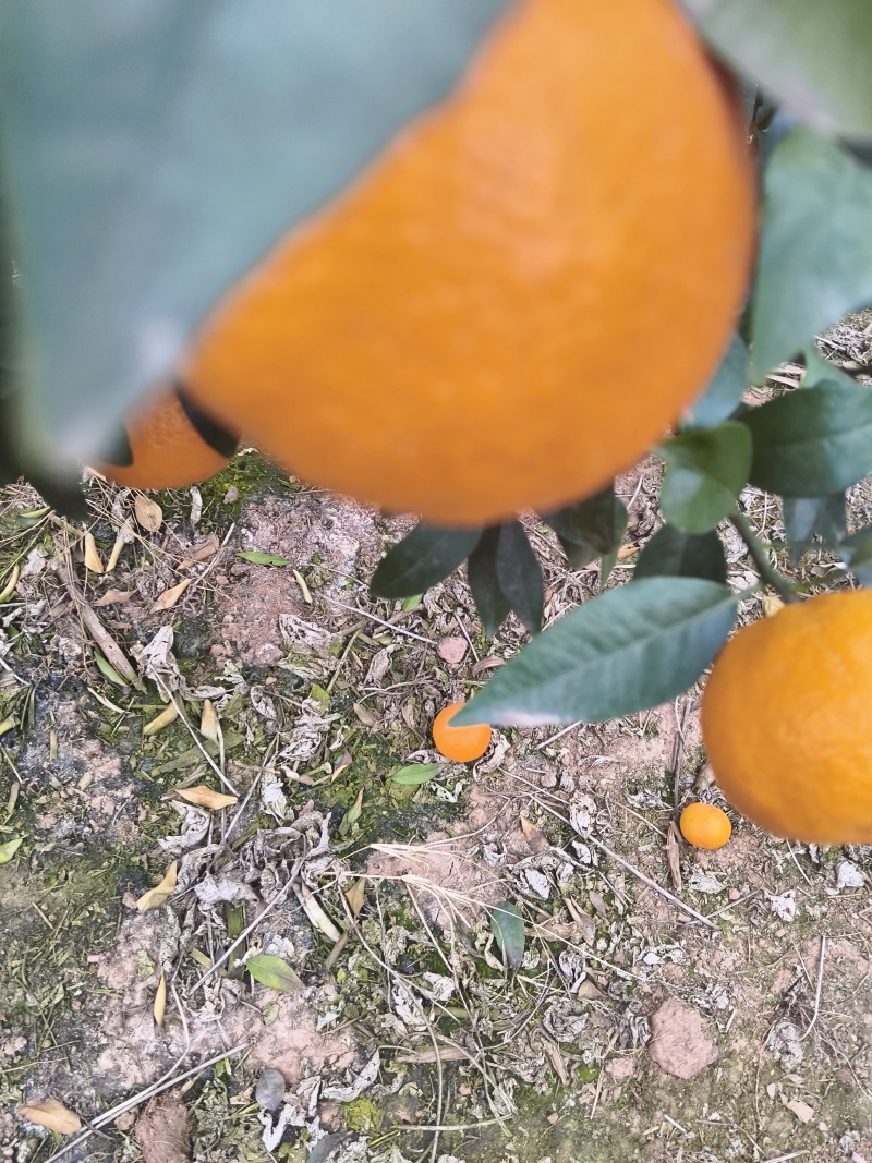 沃柑