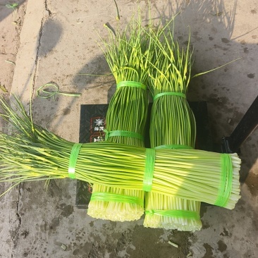 白帽蒜苔大量上市
