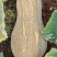 密本老南瓜