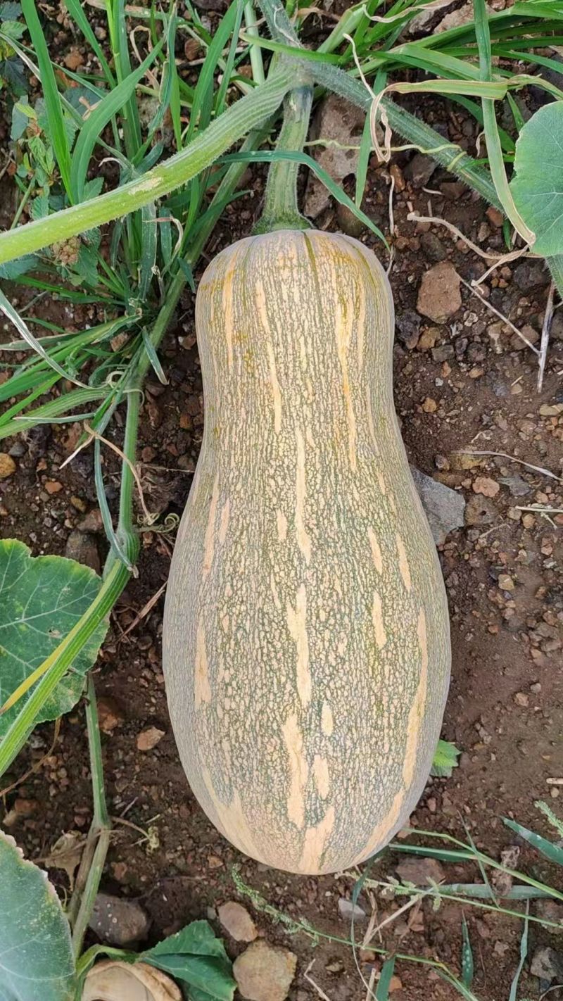 密本老南瓜