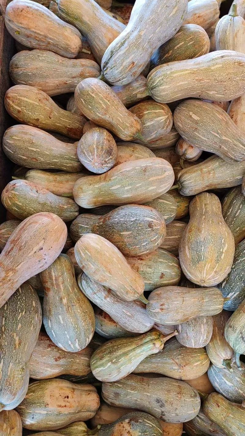密本老南瓜