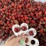 美早大樱桃国产樱桃，山东平度产区电商！电商货！