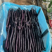 精品黑线茄