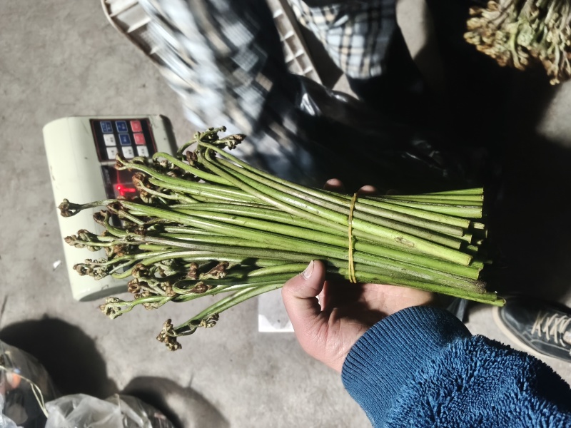 青蕨菜，产地发货，够人工就可发