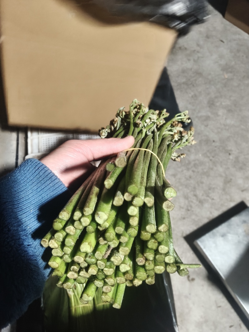 青蕨菜，产地发货，够人工就可发