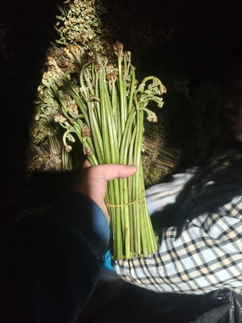 青蕨菜，产地发货，够人工就可发