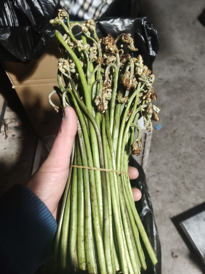 青蕨菜，产地发货，够人工就可发