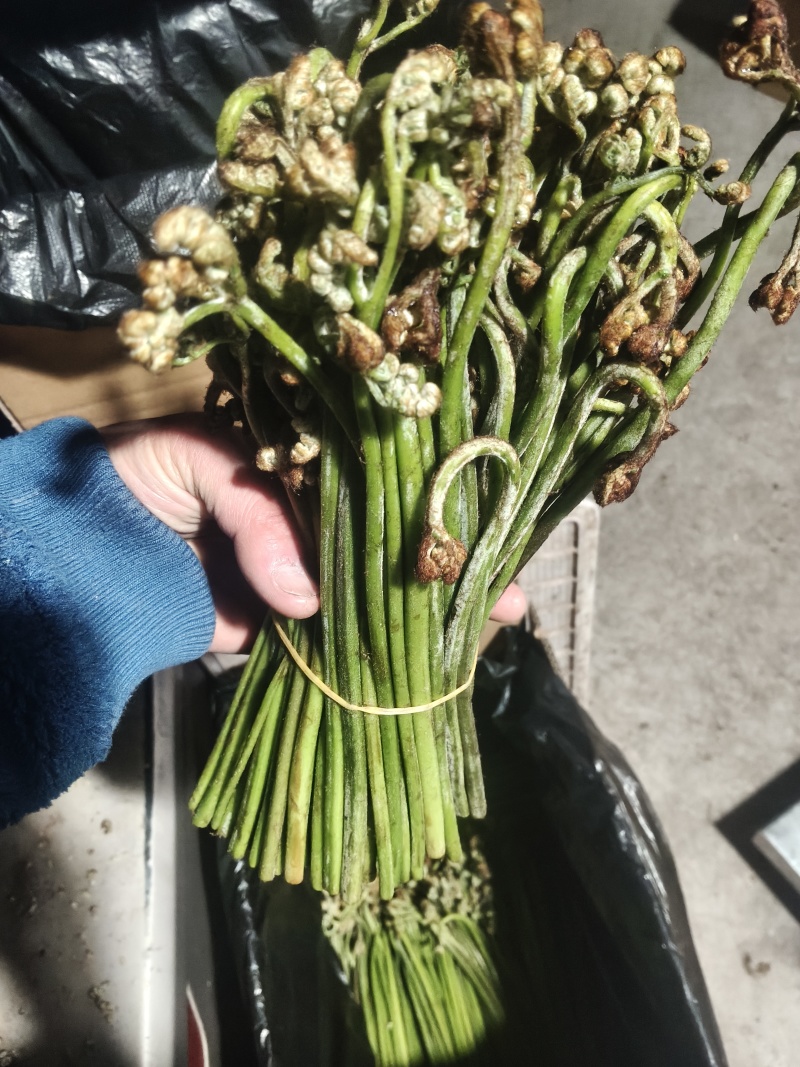 青蕨菜，产地发货，够人工就可发