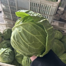 甘蓝
