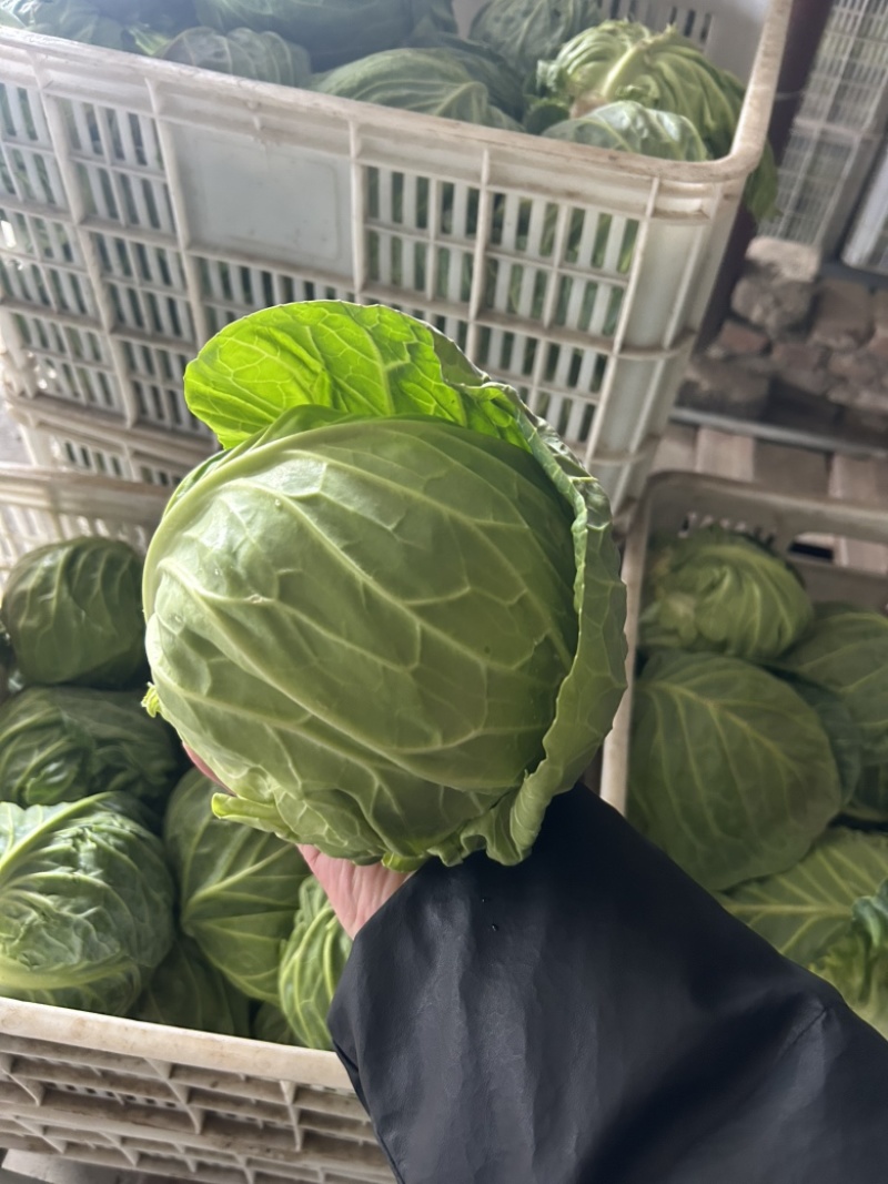 甘蓝
