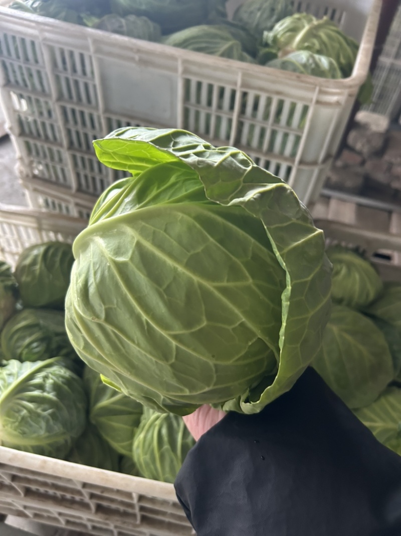 甘蓝