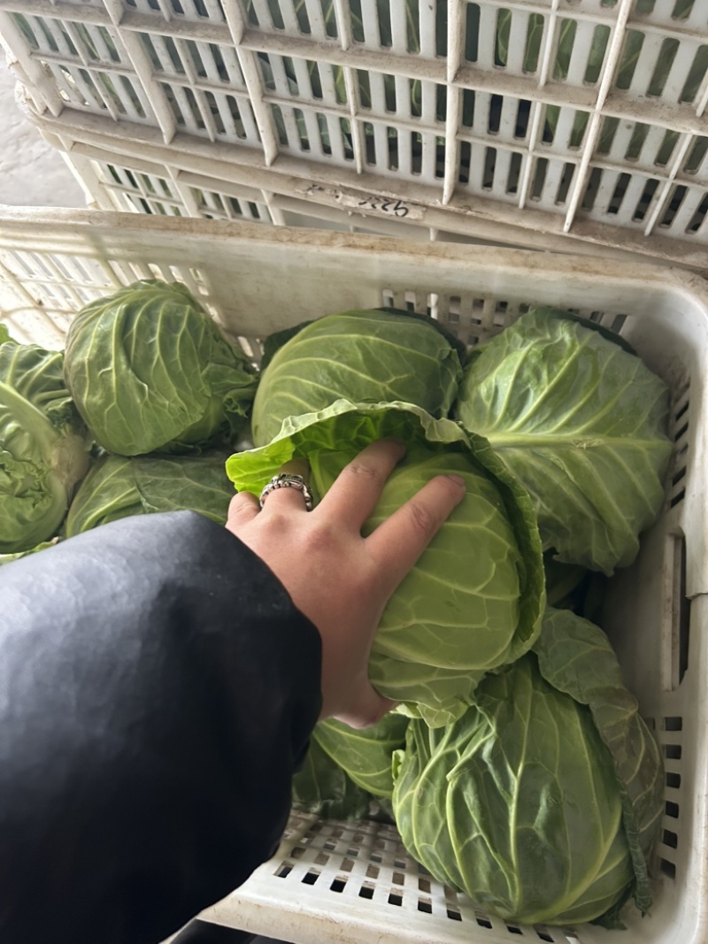 甘蓝