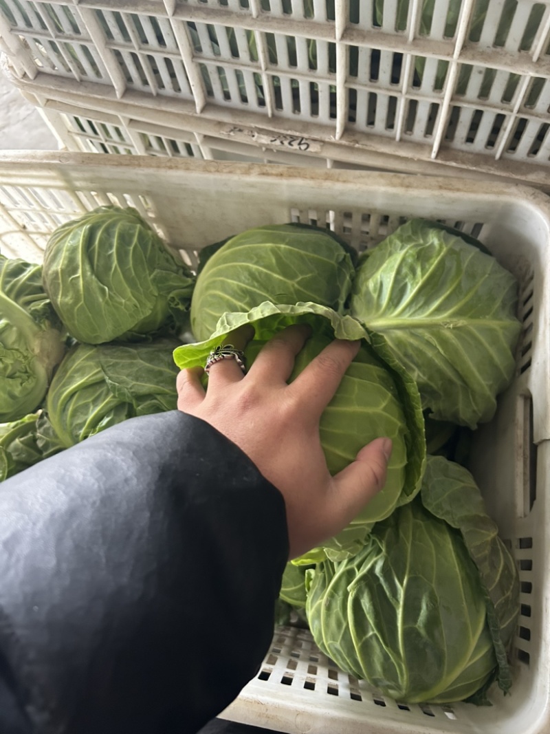 甘蓝
