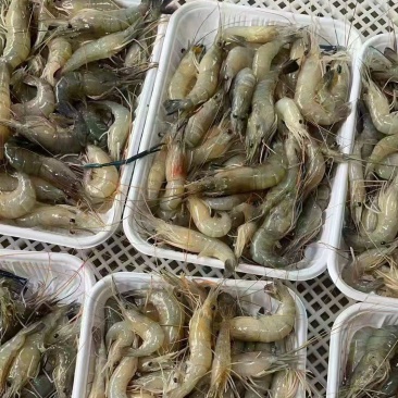 罗氏虾一斤一盒，电商团购批发供应链