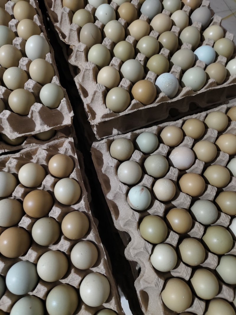 优质新鲜野鸡蛋营养丰富还美味需要的老板请联系