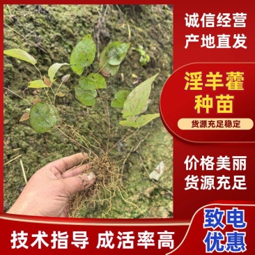 四川乐山沙湾高含量柔毛淫羊藿种苗/货源充足/欢迎选购