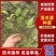 四川乐山沙湾高含量柔毛淫羊藿种苗/货源充足/欢迎选购