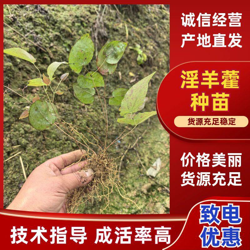 四川乐山沙湾高含量柔毛淫羊藿种苗/货源充足/欢迎选购