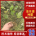 四川乐山沙湾高含量柔毛淫羊藿种苗/货源充足/欢迎选购