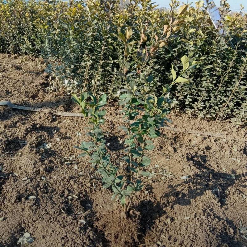 苗圃大量出售高40-50厘米卫矛苗，工程苗，绿篱色块苗