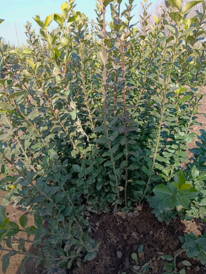 苗圃大量出售高40-50厘米卫矛苗，工程苗，绿篱色块苗