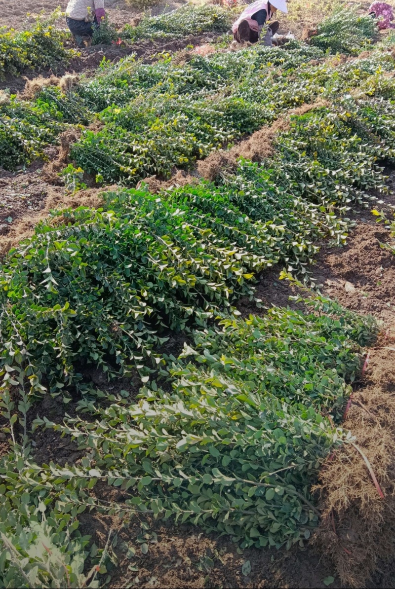 苗圃大量出售高40-50厘米卫矛苗，工程苗，绿篱色块苗