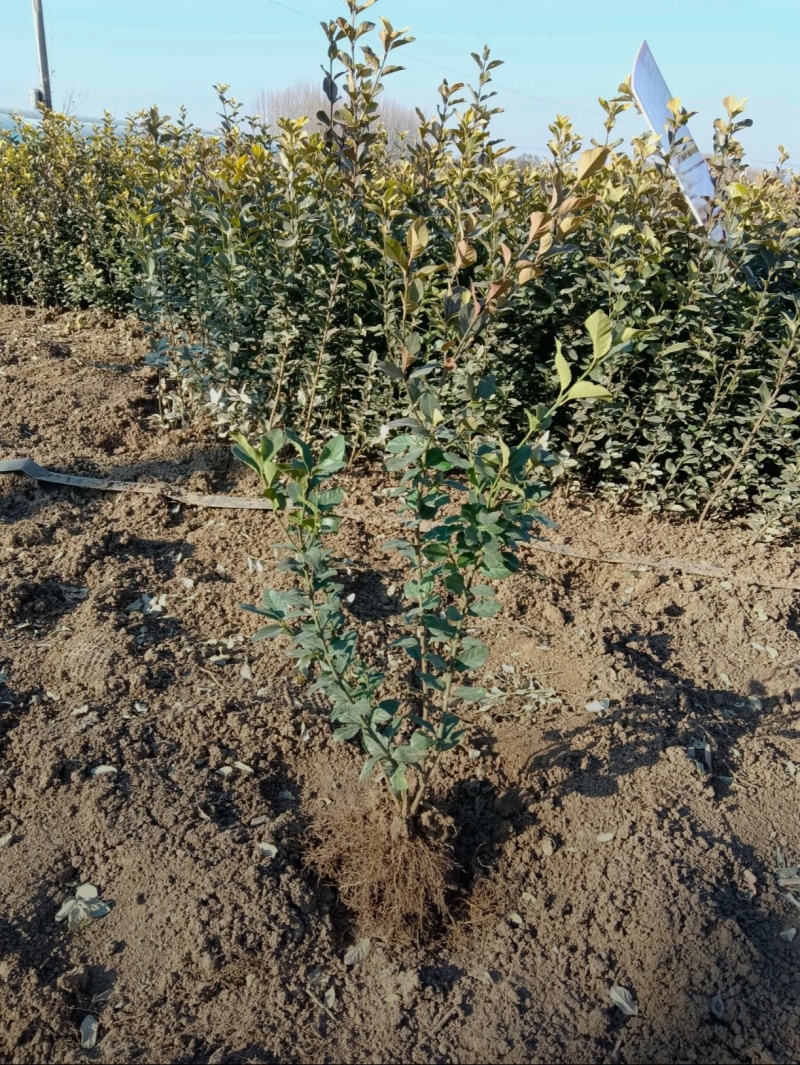 苗圃大量出售高40-50厘米卫矛苗，工程苗，绿篱色块苗