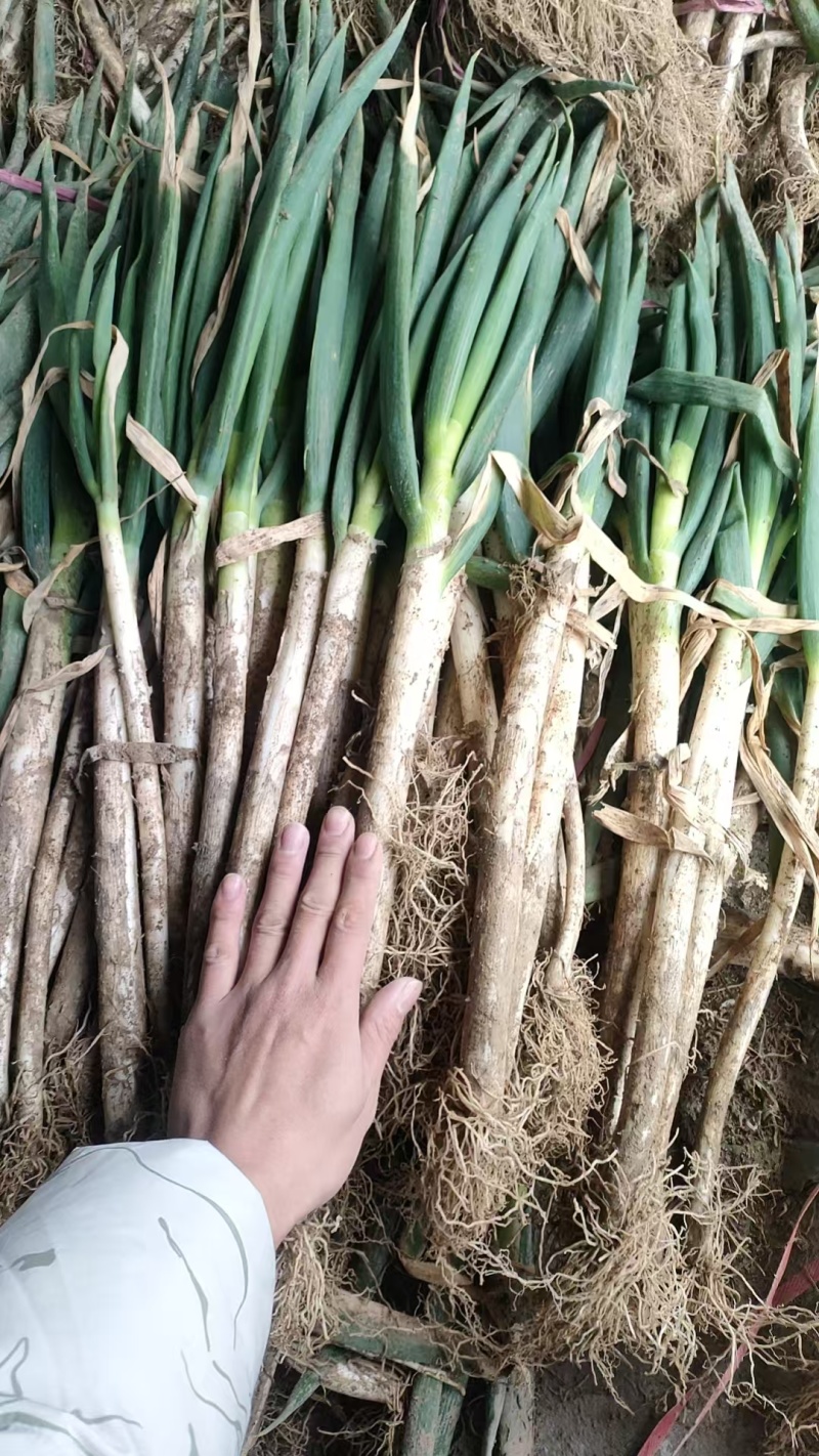 山东铁杆大葱