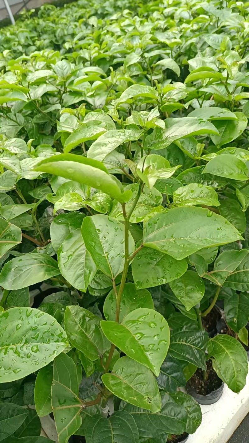 黄金百香果苗