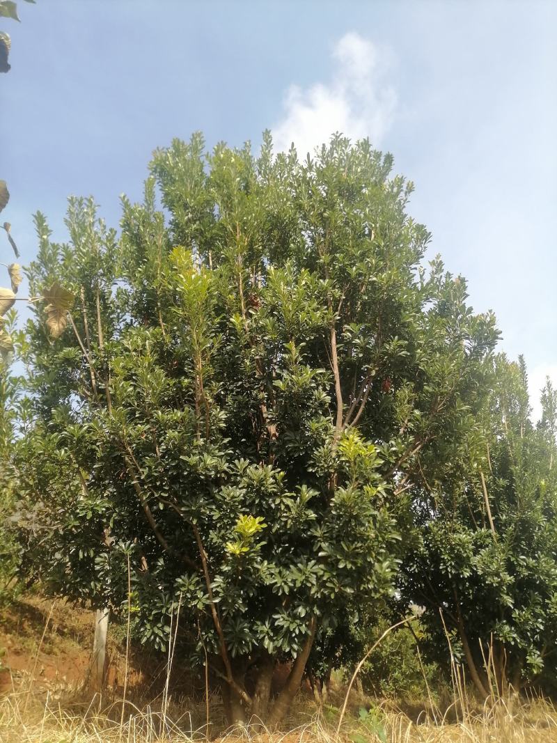 杨梅树