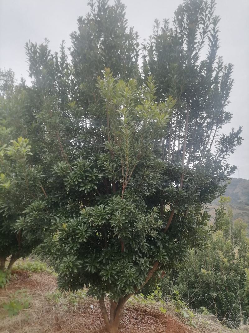 杨梅树