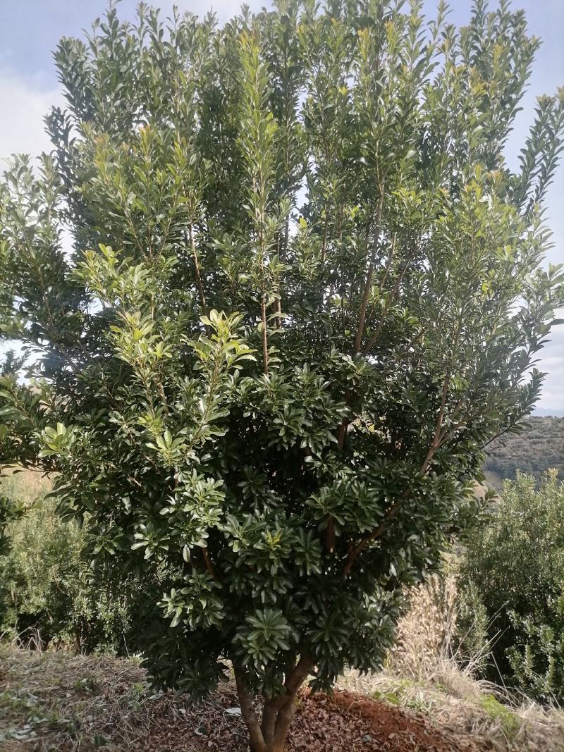 杨梅树