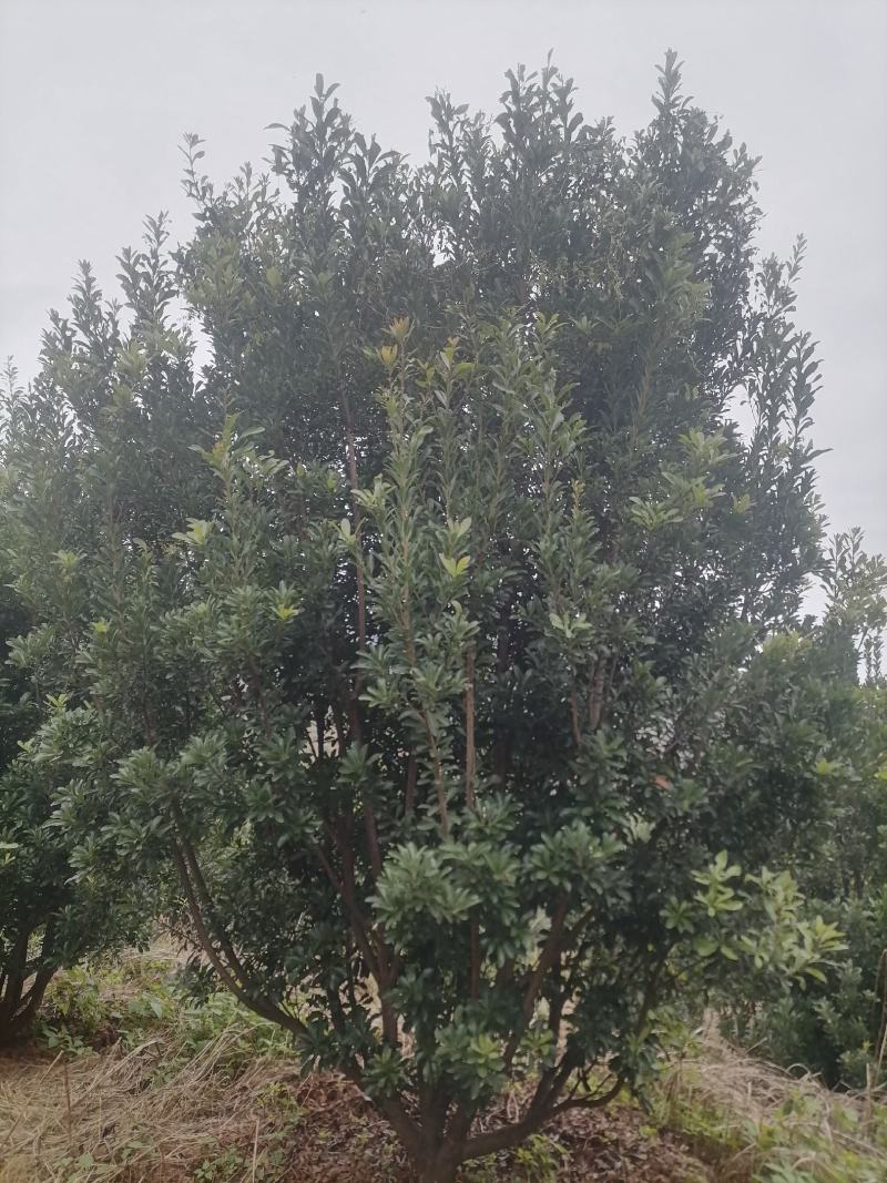 杨梅树