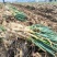 河南新野铁杆大葱支持各种规格电商市场一件代发