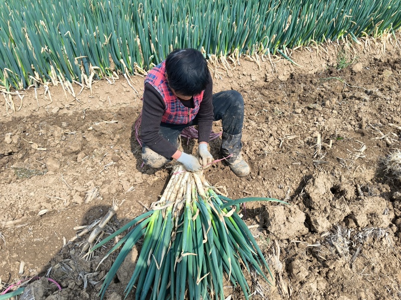 河南新野铁杆大葱支持各种规格电商市场一件代发