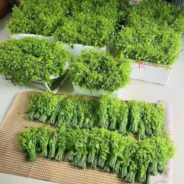 龙须菜又名姑娘菜