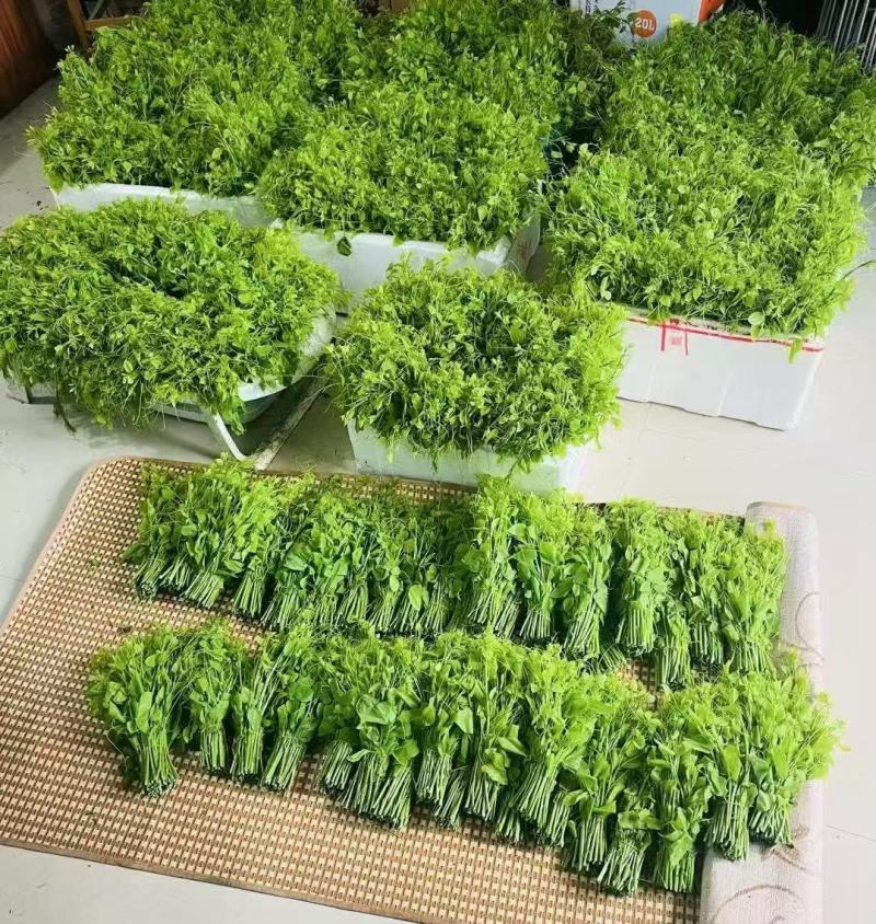 龙须菜又名姑娘菜