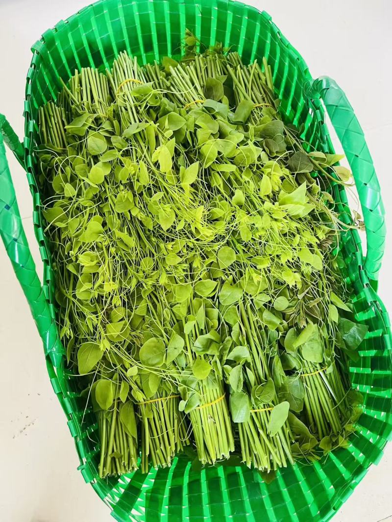 龙须菜又名姑娘菜