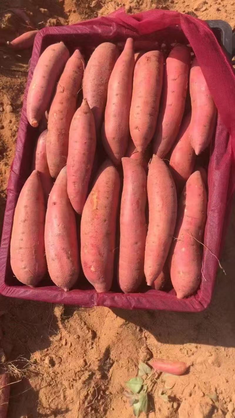 广东精品西瓜红红薯大量上市品质保证量大从优一手货源