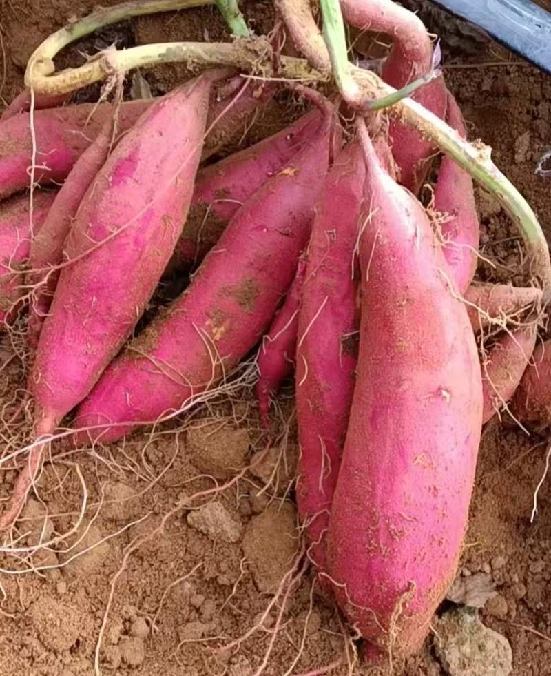 广东精品西瓜红红薯大量上市品质保证量大从优一手货源