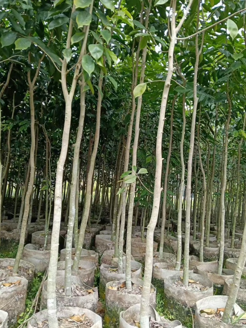 沉香树苗，品质好苗，规格齐全，量大从优，产地直发